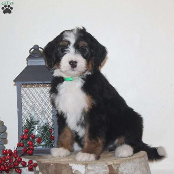 Popcorn, Bernedoodle Puppy